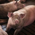 Muscatura de porc tratata de urgenta cu profilaxie antitetanica, antibiotica sau antirabica